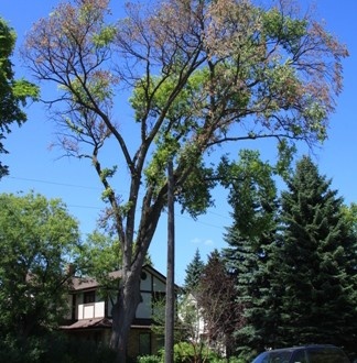 Sick tree