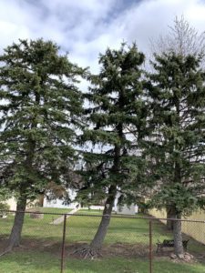 Leaning spruce tree