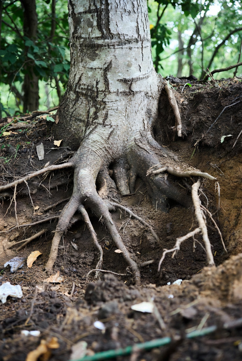 Breathe Easy, Trees: How Root Collar Excavation is Saving Buffalo’s Urban Canopy from Silent Strangulation