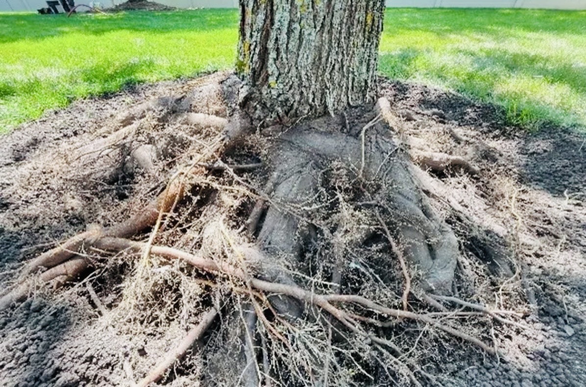 Root Col ROOT COLLAR EXCAVATION | TREE MEDIC
