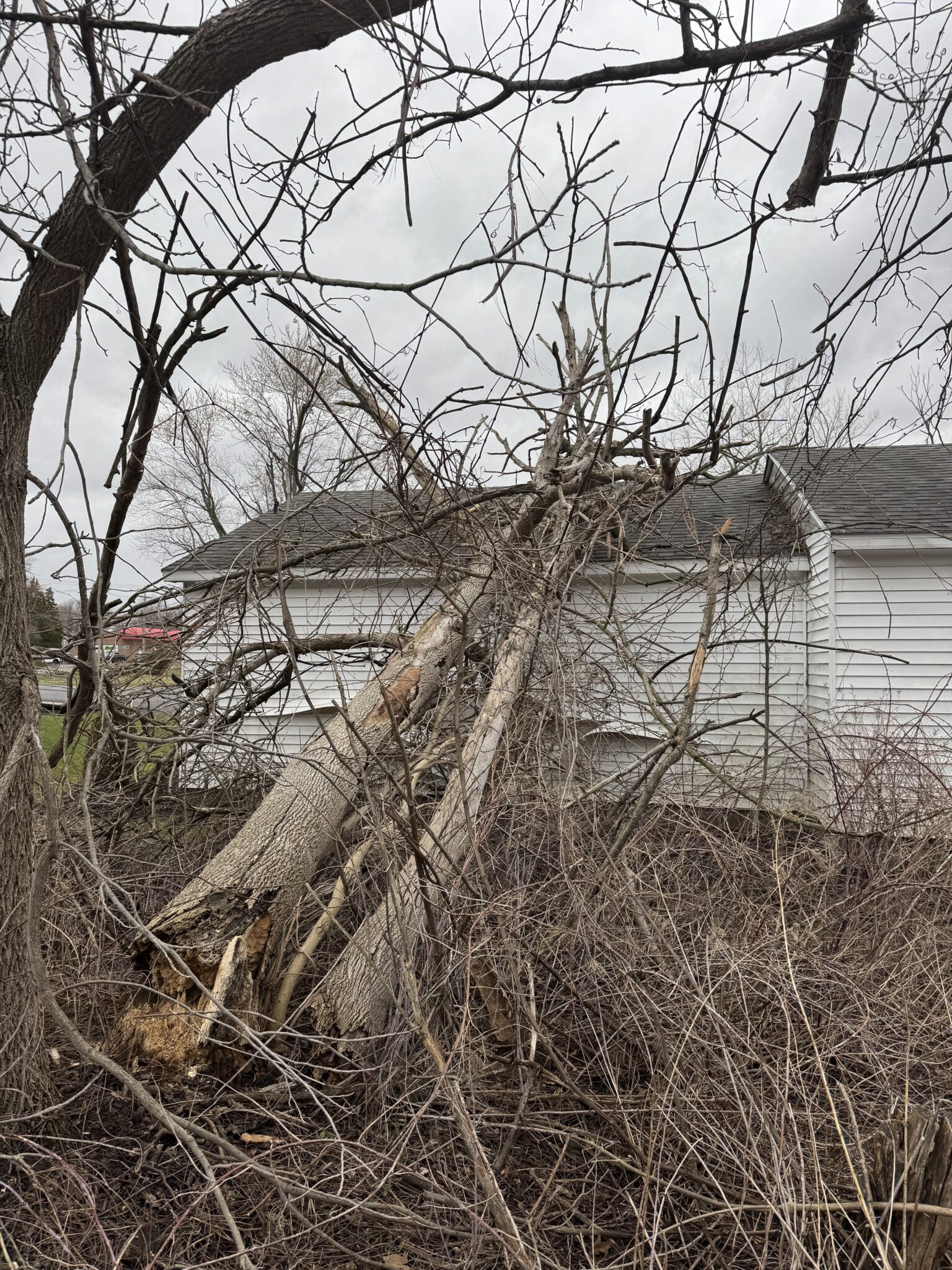 Why Dead Ash Trees Are Still Falling in Buffalo — And How to Spot One Before It Hits Your House